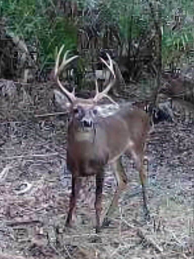 A Guided Deer Hunt Photo