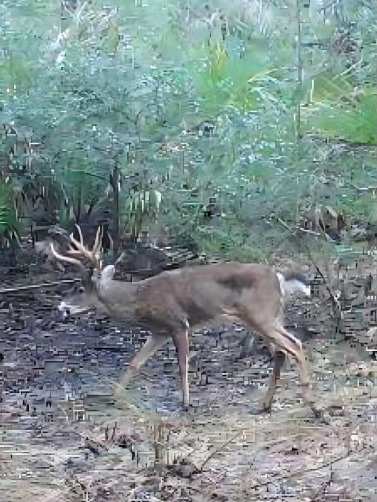 A Guided Deer Hunt Photo